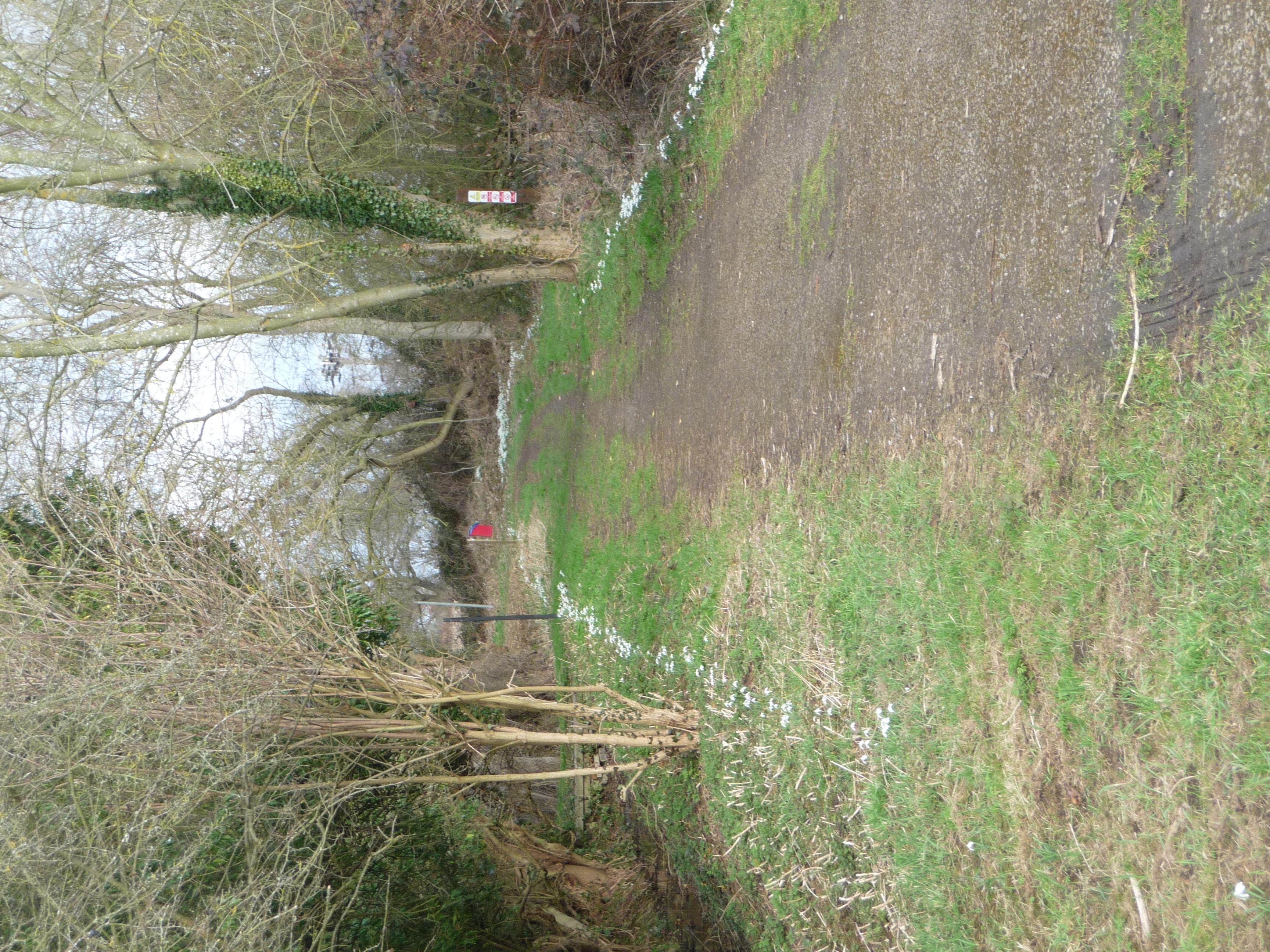 Sands Snowdrops